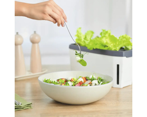 Salat mit Gemüsepflanzgefäß und Salatbesteck