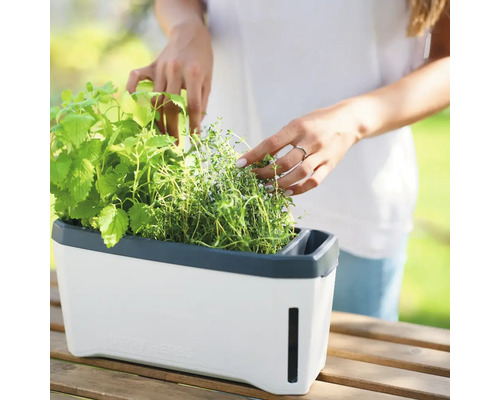 Frau, die Kräuter in einem Kräutertopf auf einem Holztisch arrangiert