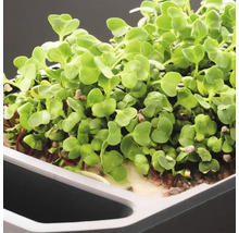 Nahaufnahme von frischen Radieschen-Microgreens in einer Anzuchtschale