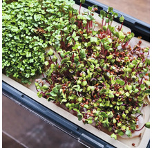 Verschiedene Microgreens in einer Anzuchtschale.