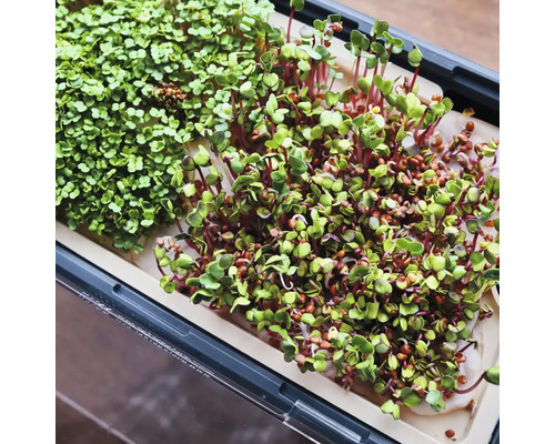 Verschiedene Microgreens in einer Anzuchtschale.