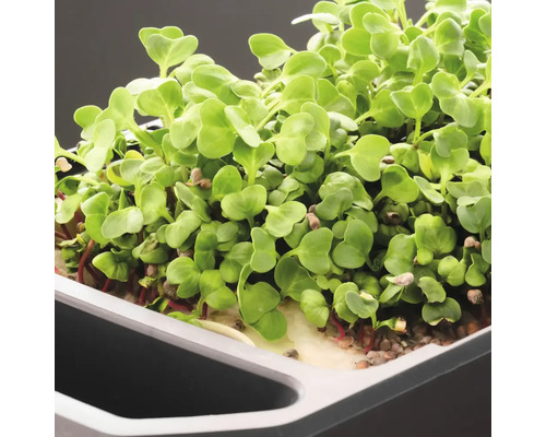 Nahaufnahme von frischen Radieschen-Microgreens in einer Anzuchtschale.