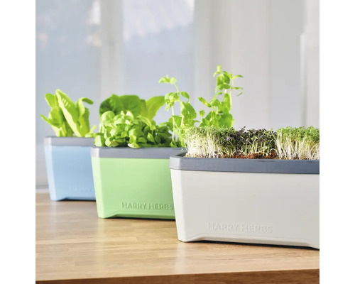 Drei Harry Herbs Kräutertöpfe mit Salat, Basilikum, Minze und Sprossen auf einem Tisch