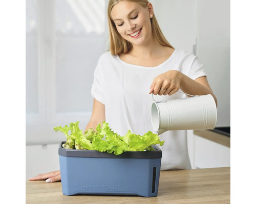 Frau giesst Salat in einem Harry Herbs Pflanzkasten