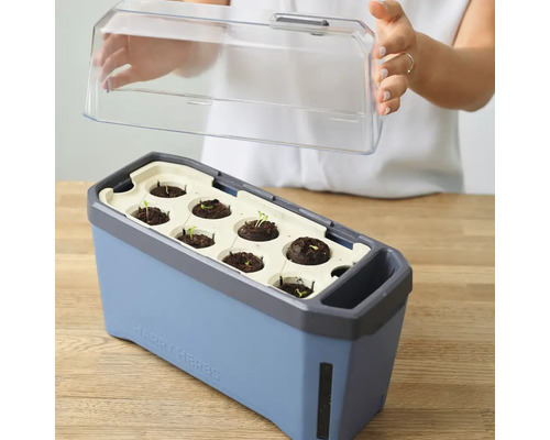 Anzuchtkasten mit transparenter Abdeckung und Setzlingen