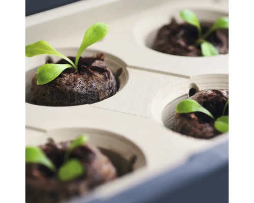 Anzuchtkasten mit Erdpresstöpfen und jungen Pflanzen