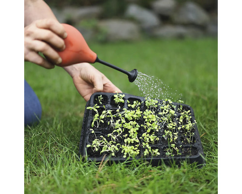 Une personne arrose des semis dans une plaque de culture avec un arrosoir.
