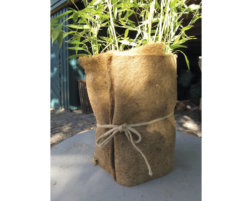 Bambuspflanze im Jutesack