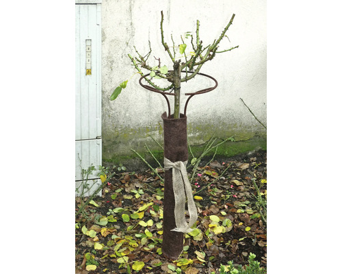 Rosier planté avec manchon de protection hivernale et arceau d''attache