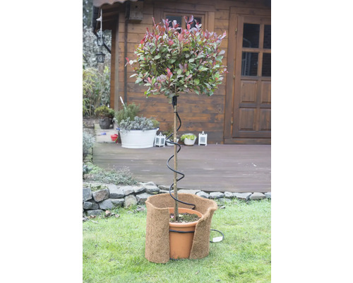 Dans le jardin, un pot avec une plante, entouré d''une protection hivernale