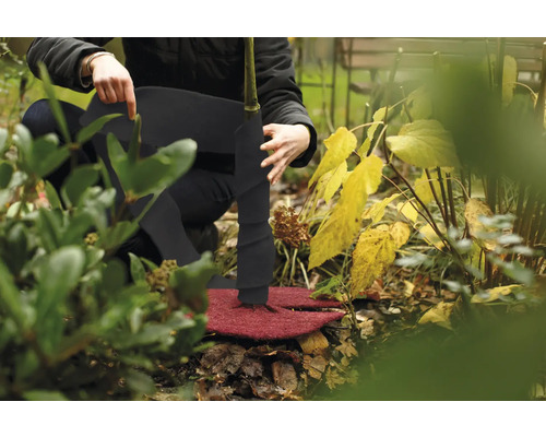 Application d''un voile d''hivernage et d''un manchon de protection des arbres sur un arbre dans le jardin.