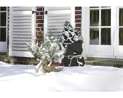 Décoration de jardin hivernale avec des plantes en sac devant la maison