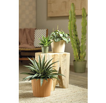 Blumentopf Soendgen Keramik 16 x 16 x 13 cm beige