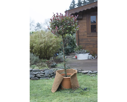 Dans le jardin, un arbre transplanté avec une protection de pot chauffée.