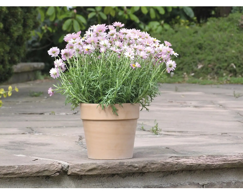 Marguerites dans un pot en terre cuite dans le jardin.