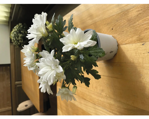 Chrysanthèmes d'automne Chrysanthemum indicum Ø de pot 10,5 cm sélection aléatoire de la variété