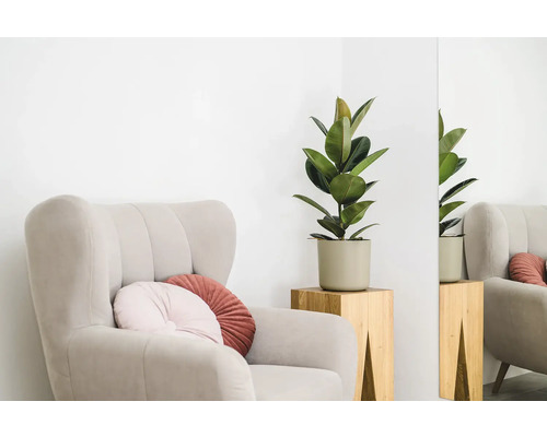 Sessel mit Kissen und Gummibaum im Topf auf Holzhocker