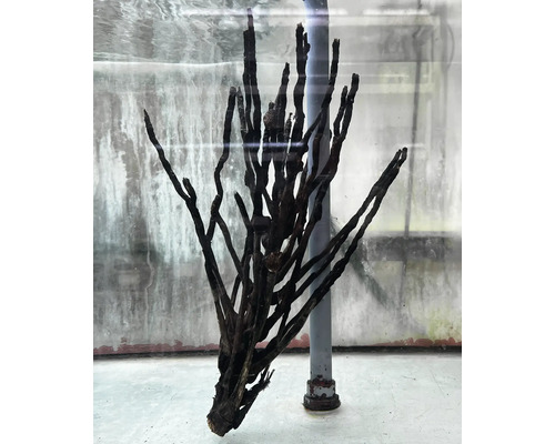 Décoration d''aquarium en bois de racine pour la conception de paysages d''aquarium