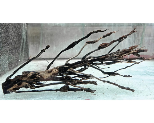 Racine d''aquarium pour la décoration d''un aquarium