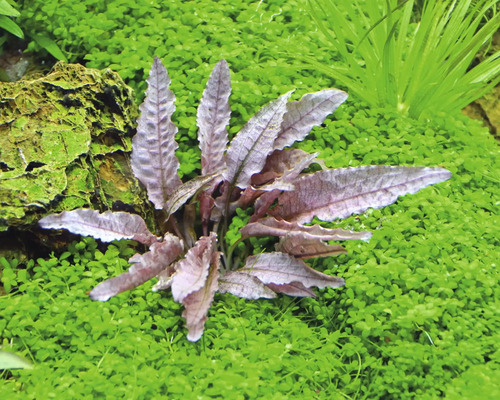 Plante d''aquarium avec des feuilles ondulées dans un aquarium