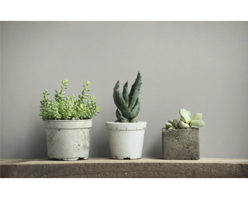 Trois plantes grasses en pot sur une étagère en bois.