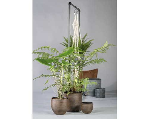 Verschiedene Zimmerpflanzen in Pflanzgefäßen und einem Blumenampel Arrangement.