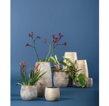 Divers pots de fleurs avec des plantes sur une table