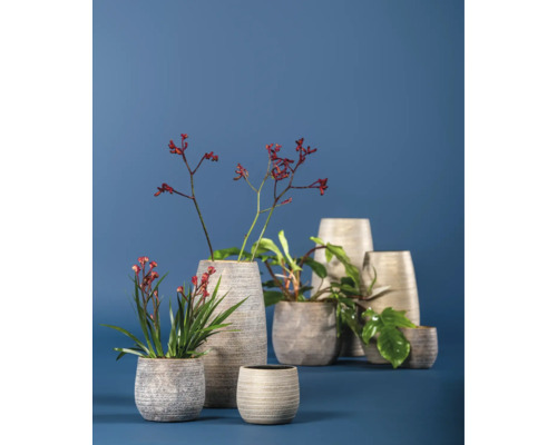 Divers pots de fleurs avec des plantes sur une table
