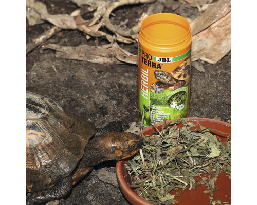 Landschildkröte isst Futter aus einer Schale, daneben eine Dose JBL Pro Terra Herbil Schildkrötenfutter