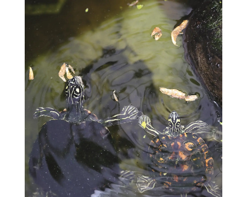Zwei Wasserschildkröten schwimmen im Teich