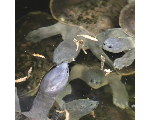 Groupe de tortues à carapace molle dans l''eau avec de la nourriture
