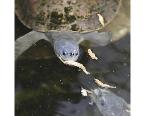 Tortue avec un poisson dans la gueule dans l''eau