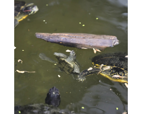 Plusieurs tortues dans l''eau avec un morceau de bois