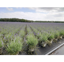 Feld mit Lavendelpflanzen in Töpfen, Gartenbau