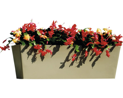 Jardinière plantée avec des cactus de Noël