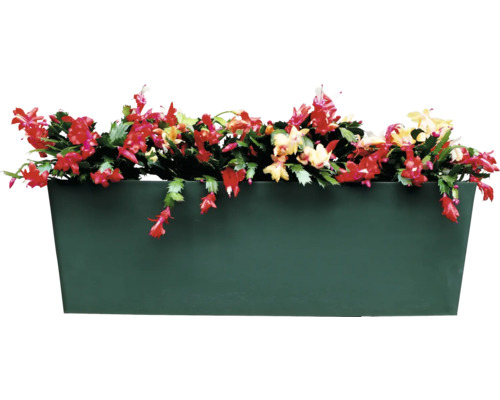 Jardinière avec cactus de Noël