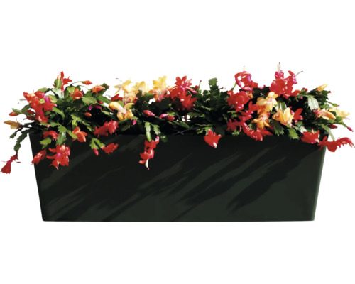 Cactus de Noël dans une jardinière