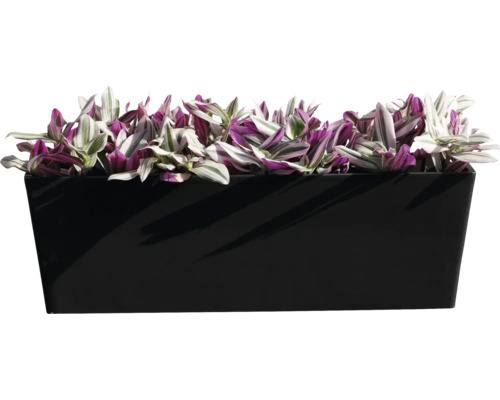 Jardinière avec misère