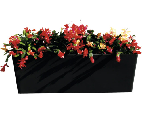 Jardinière avec cactus de Noël en fleurs