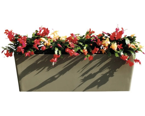 Jardinière avec cactus de Noël à fleurs rouges et jaunes