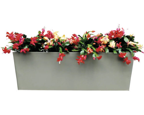 Jardinière avec cactus de Noël