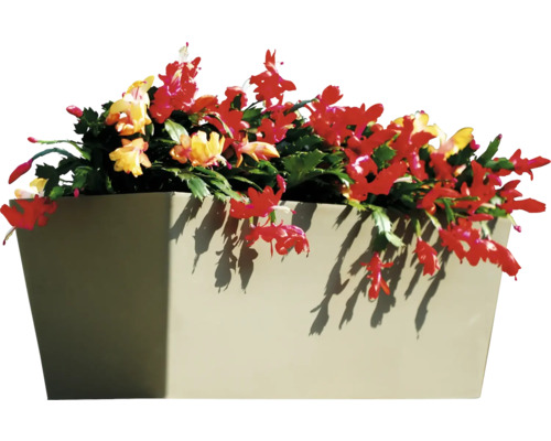 Jardinière avec cactus de Noël et fleurs