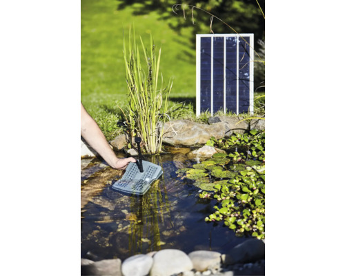 Person setzt Solar Teichpumpe in einen Teich mit Wasserpflanzen und Steinen.