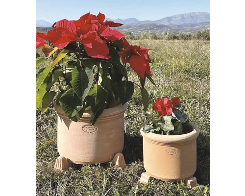 Zwei Terrakotta Blumentöpfe mit Pflanzen im Freien