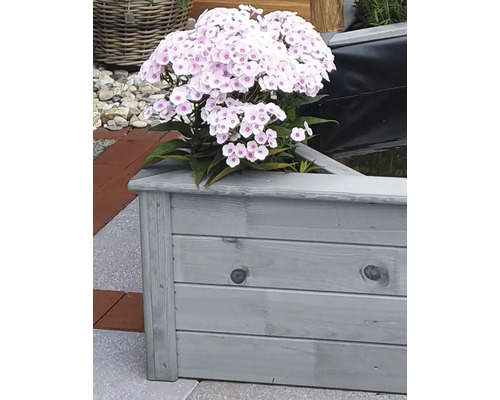 Phlox dans un bac à fleurs en bois