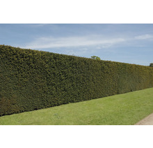 Haie haute et dense dans le jardin comme écran d''intimité