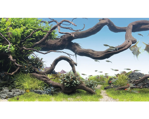 Aquarium avec plantes aquatiques, bois flotté et poissons