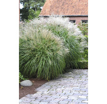 Zwei dekorative Chinaschilf Pflanzen im Garten.