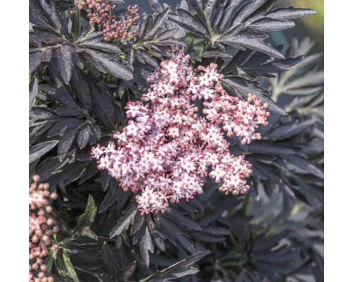 Arbuste de sureau avec des feuilles et des fleurs foncées