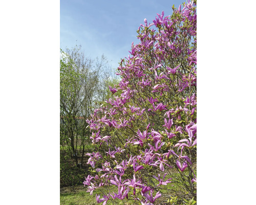 Magnolia avec des fleurs mauves dans un jardin